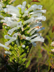 Erica perspicua perspicua