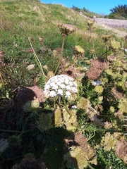 Daucus carota gummifer