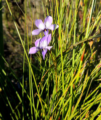 Viola decumbens decumbens