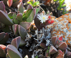 Delosperma patersoniae