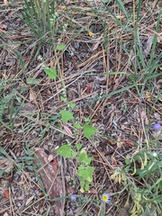 Chenopodium fremontii