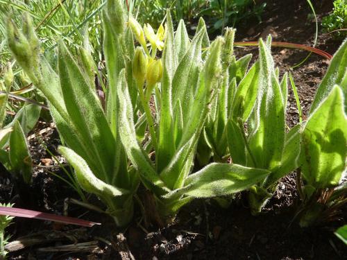 Hypoxis multiceps (Hypoxis multiceps)