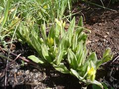 Hypoxis multiceps