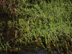 Cotula nigellifolia nigellifolia