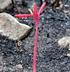 Cyrtanthus ventricosus