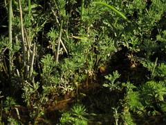 Cotula nigellifolia nigellifolia