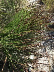 Elegia hookeriana