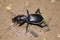 Anthia circumscripta