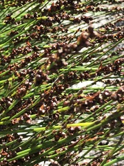 Elegia hookeriana
