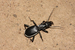 Anthia circumscripta