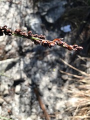 Elegia hookeriana