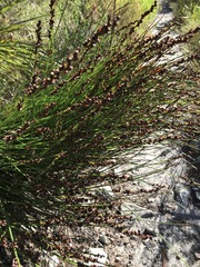 Elegia hookeriana
