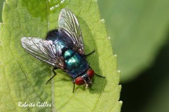 Lucilia eximia
