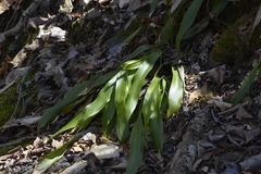 Carex fraseriana