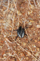 Stenocara gracilipes