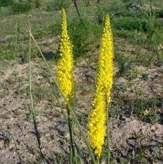 Bulbinella punctulata
