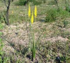Bulbinella punctulata