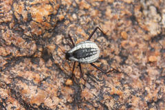 Stenocara gracilipes