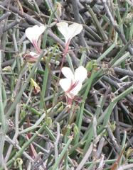 Pelargonium tetragonum