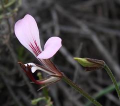 Pelargonium tetragonum