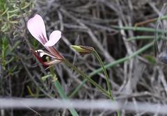 Pelargonium tetragonum