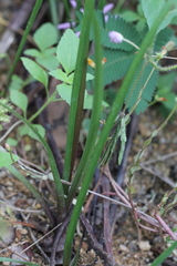 Zephyranthes rosea