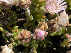 Drosanthemum striatum