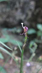 Zephyranthes rosea