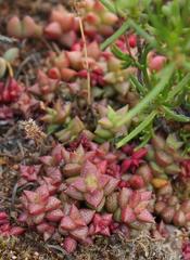 Crassula capitella thyrsiflora