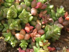 Crassula capitella thyrsiflora