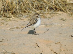 Saxicola macrorhynchus