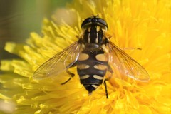 Helophilus obscurus