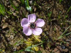 Drosera pauciflora