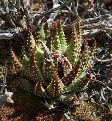 Tulista pumila
