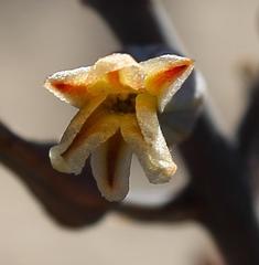 Tulista pumila
