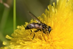 Helophilus obscurus
