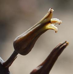 Tulista pumila