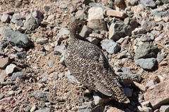 Pterocles bicinctus bicinctus