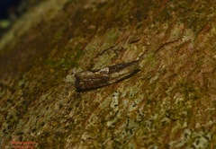 Melanodaedala scopulosana