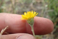 Pyrrocoma lanceolata