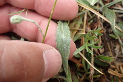 Pyrrocoma lanceolata