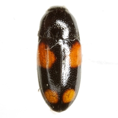 Drapetes quadripustulatus