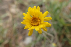 Pyrrocoma lanceolata