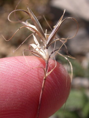 Elymus scribneri