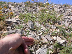 Elymus scribneri