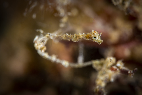 Lembeh seadragon