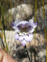 Gladiolus taubertianus