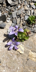 Campanula cenisia
