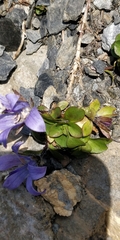 Campanula cenisia