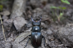 Lucanus cervus turcicus